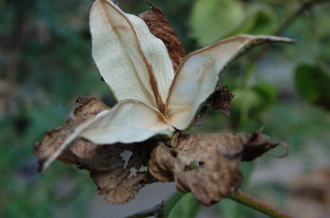 DSC_1137.JPG