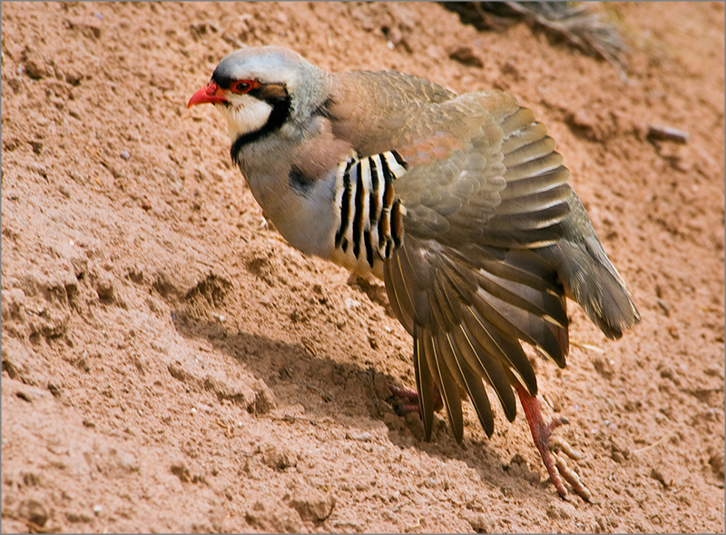 Chukkar Broken Wing Display