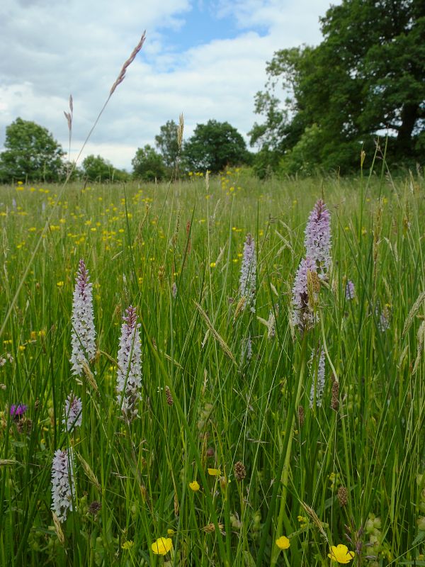 Draycote Meadow 06-2008(0009).jpg