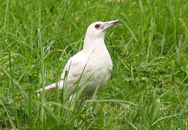 White white-backed Magpie in grass 4