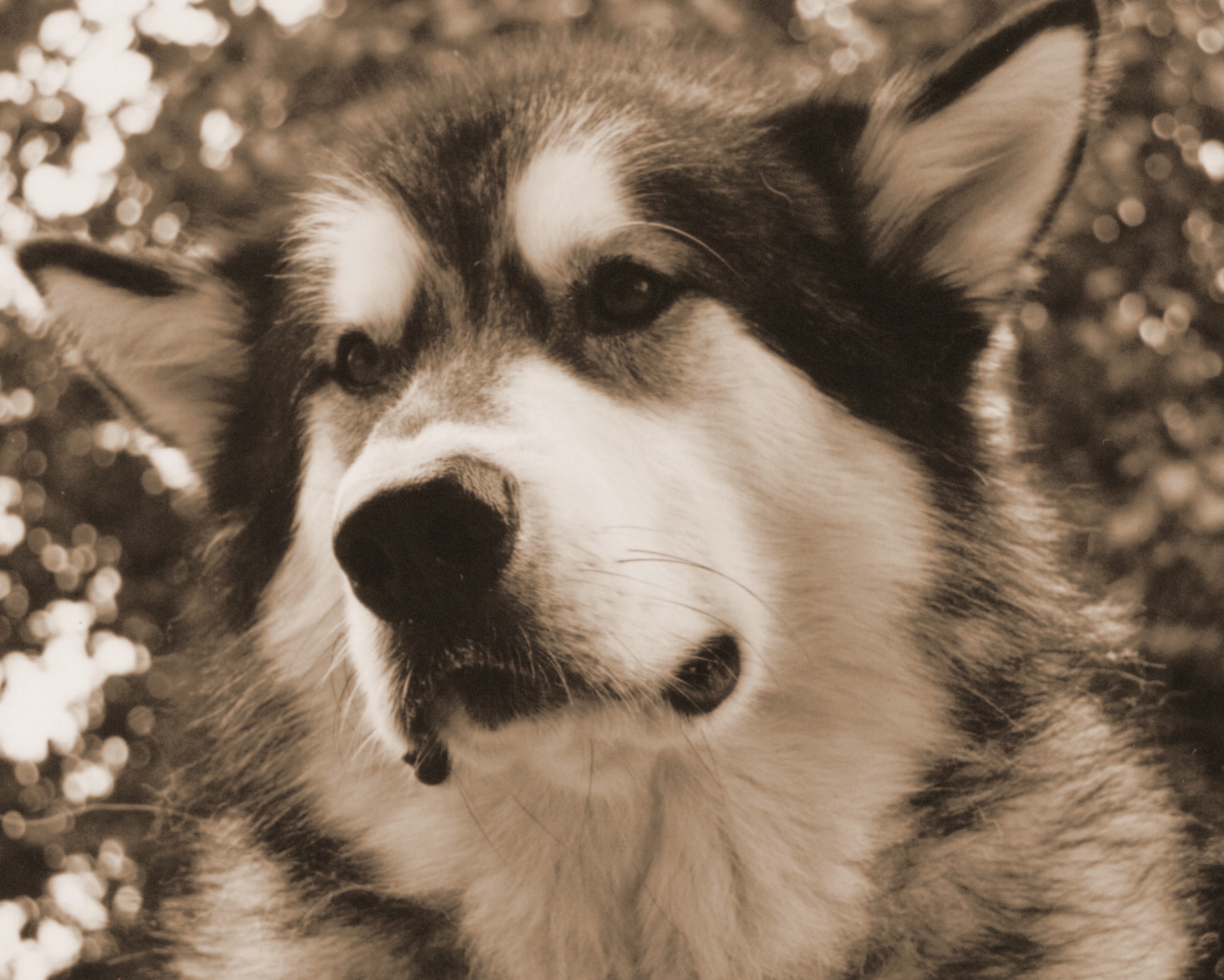 Kody 1998-2001