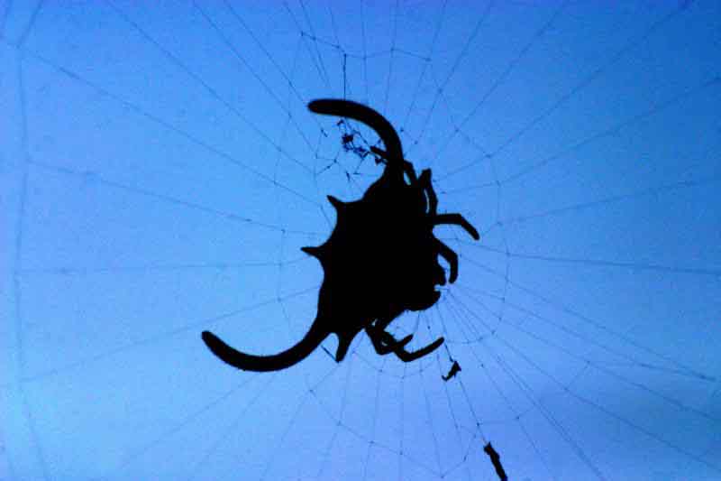 Spider