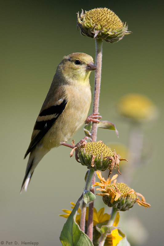 Sunflower perch