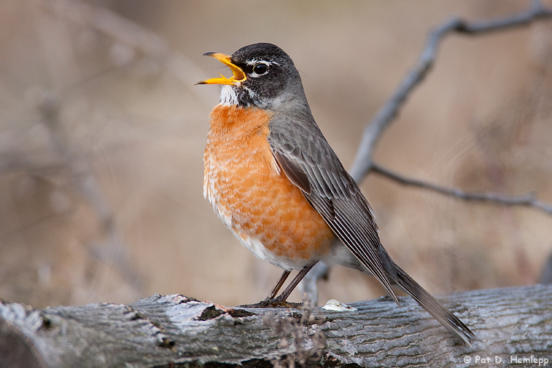 Singing Robin