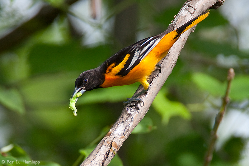 Oriole meal