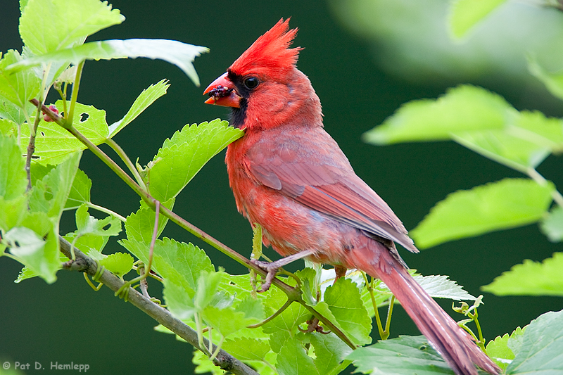 Carrying berries