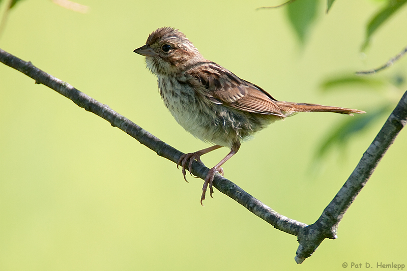 Uphill perch