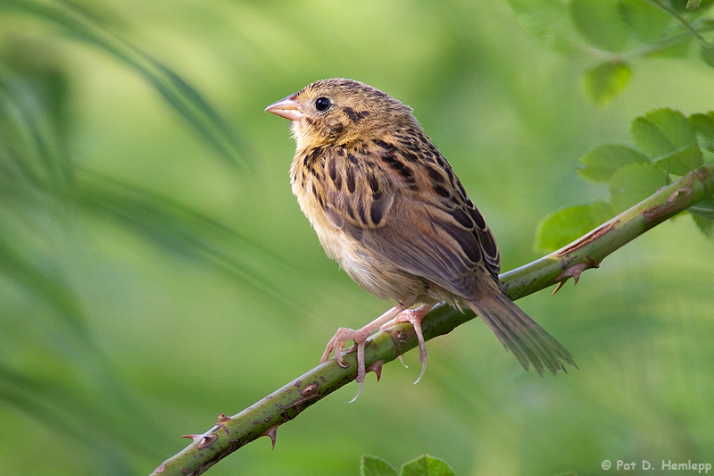 Grasshopper Sparrow