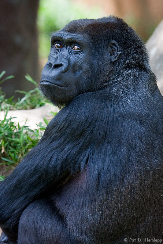 Lowland gorilla