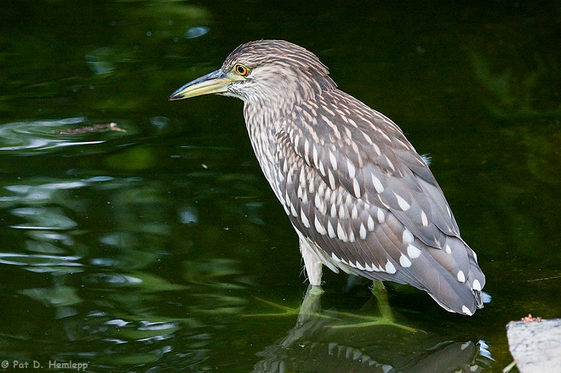 Wading Heron