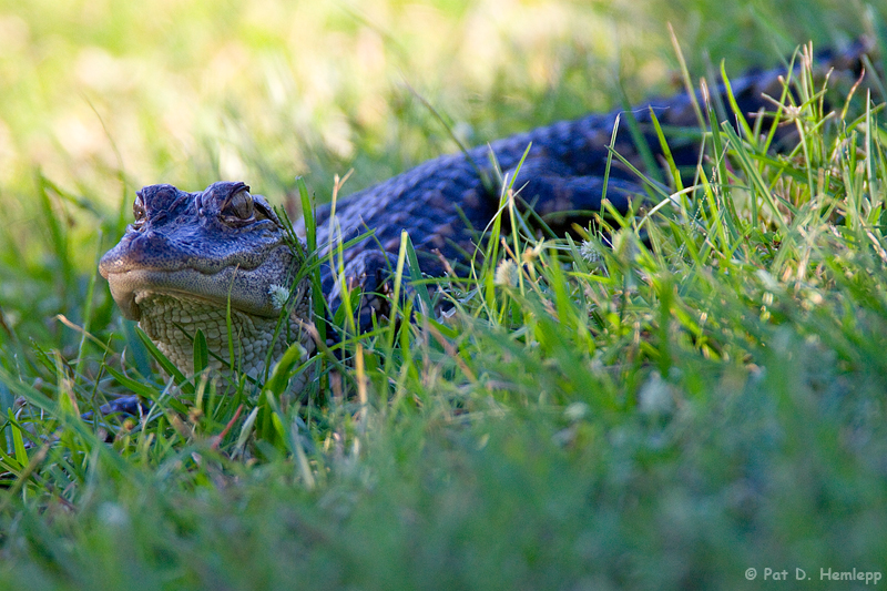 Baby gator