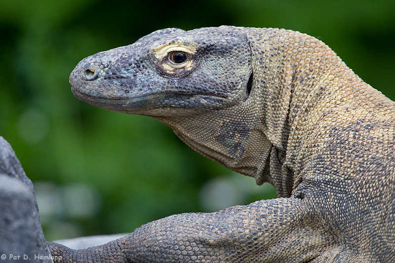 Dragon stare