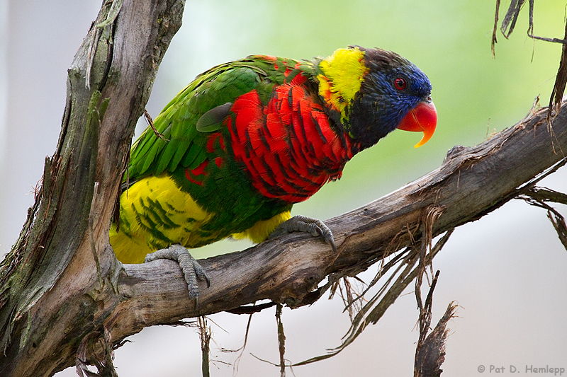 Lorikeet