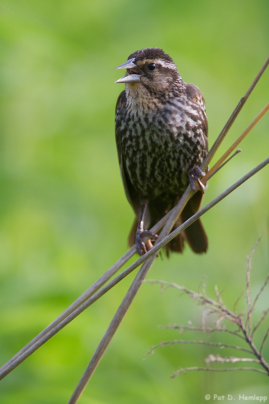 Calling Blackbird