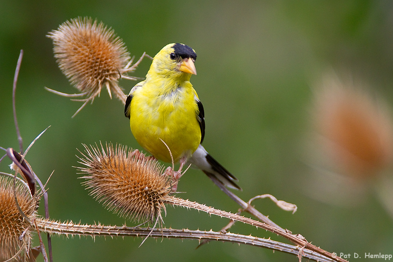 Male Goldfinch