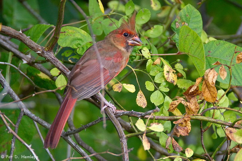 Young Cardinal 