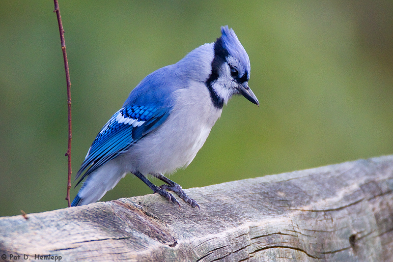 Blue Jay on a fence 