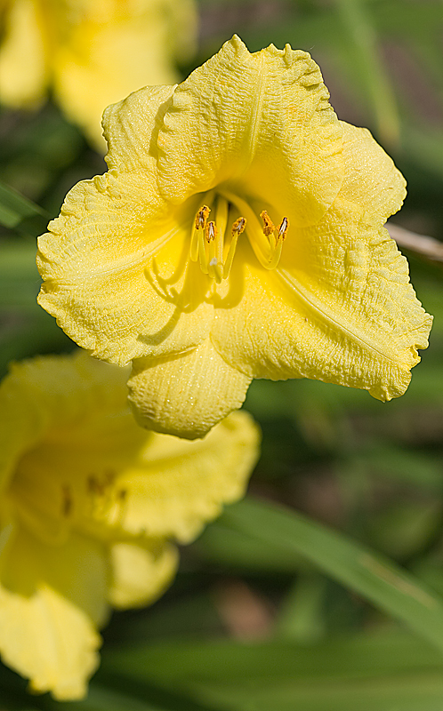 Yellow daylily