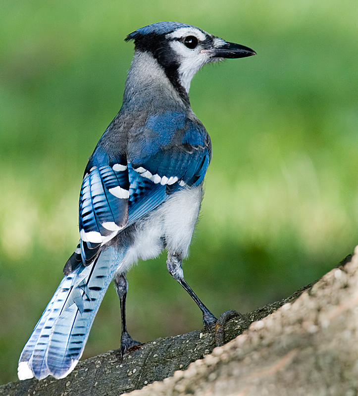 Blue Jay 2