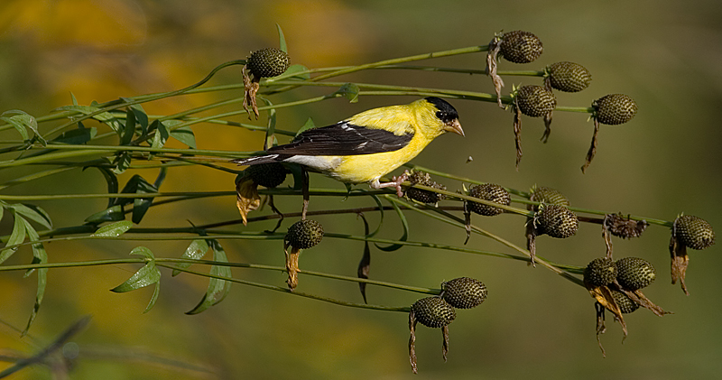 Spitting seeds?