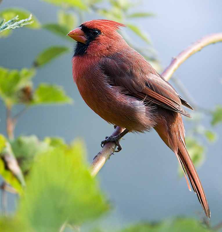 Cardinal in the sun