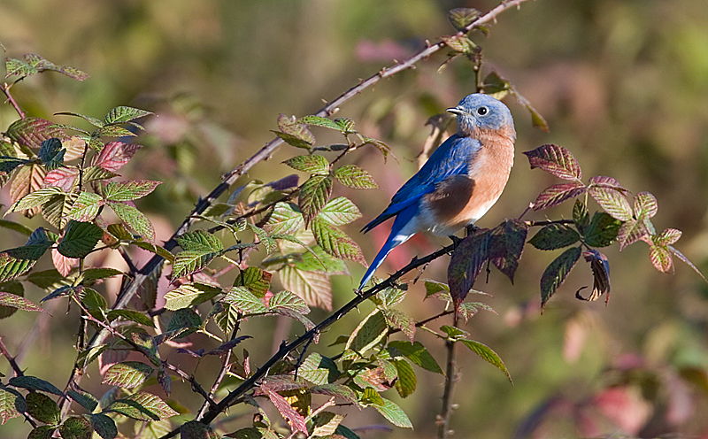 Bluebird in the bush