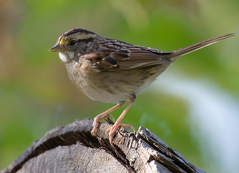 White-throated Sparrow