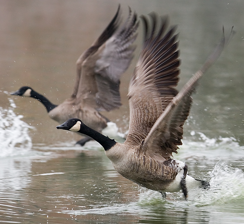 Take-off