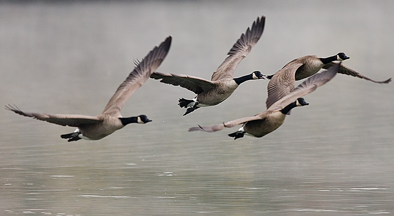 Low, in formation