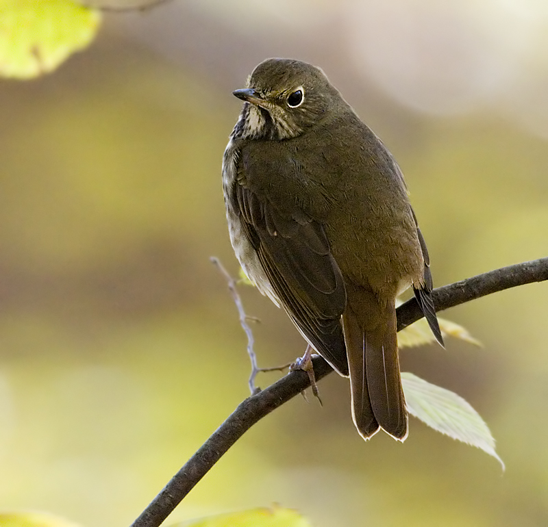 Visiting thrush