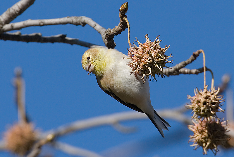 Sweetgum meal