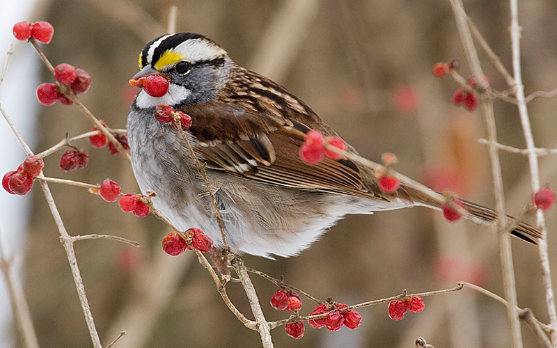 Winter meal