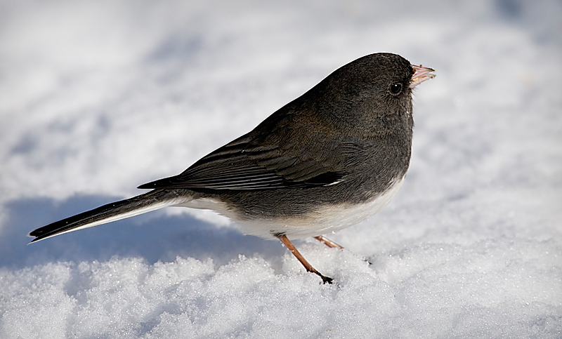 In the snow