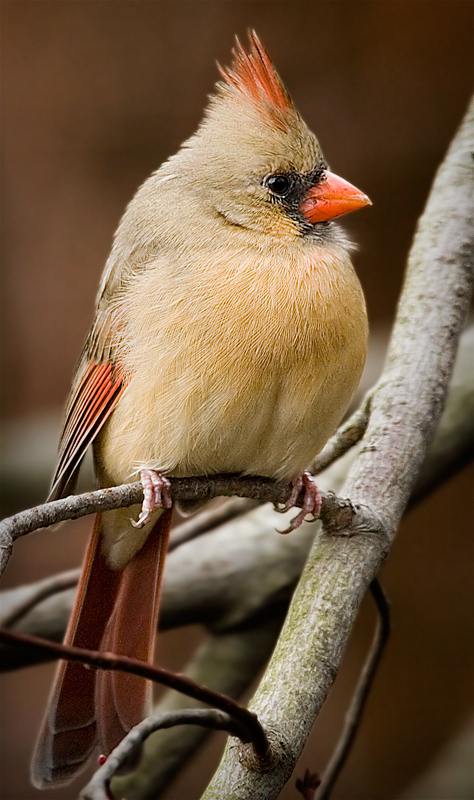 Quiet Cardinal