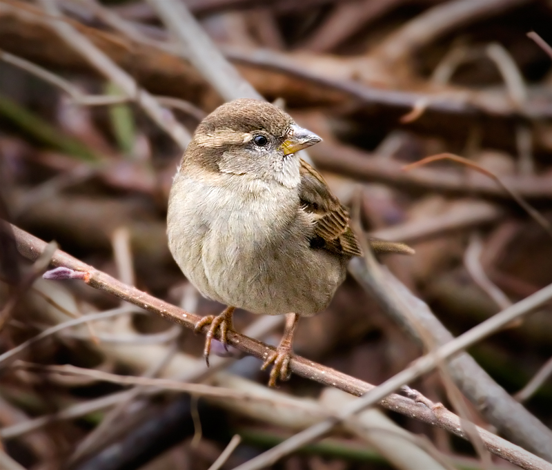 House Sparrow