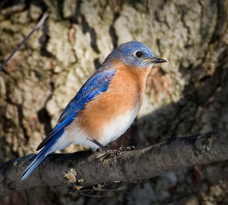 Eastern Bluebird