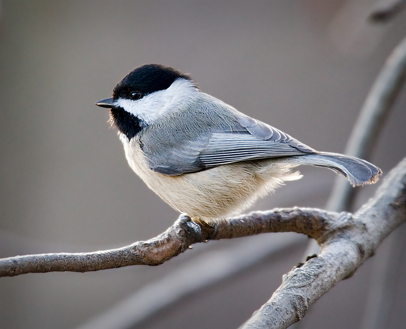 Little Chickadee