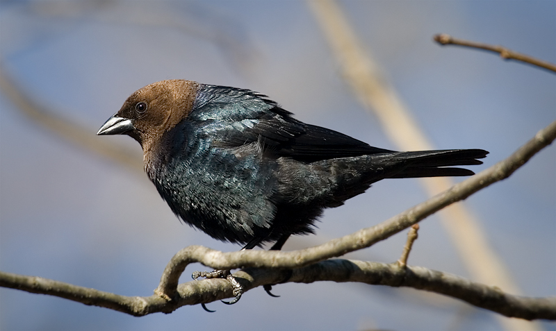 Cowbird in the sun