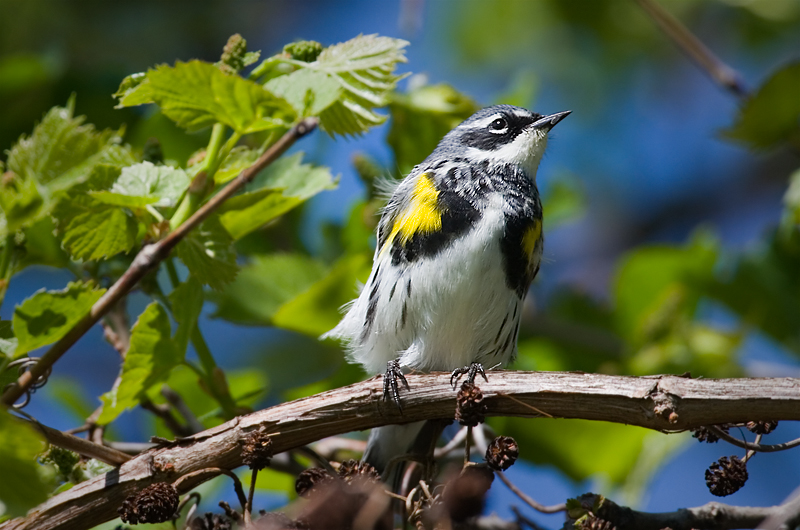 Sunny Warbler