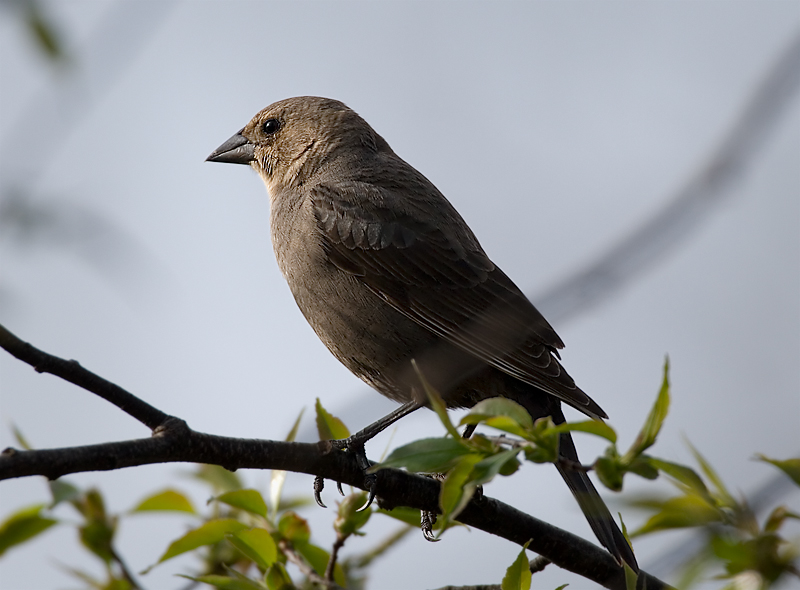 Female Cowbird