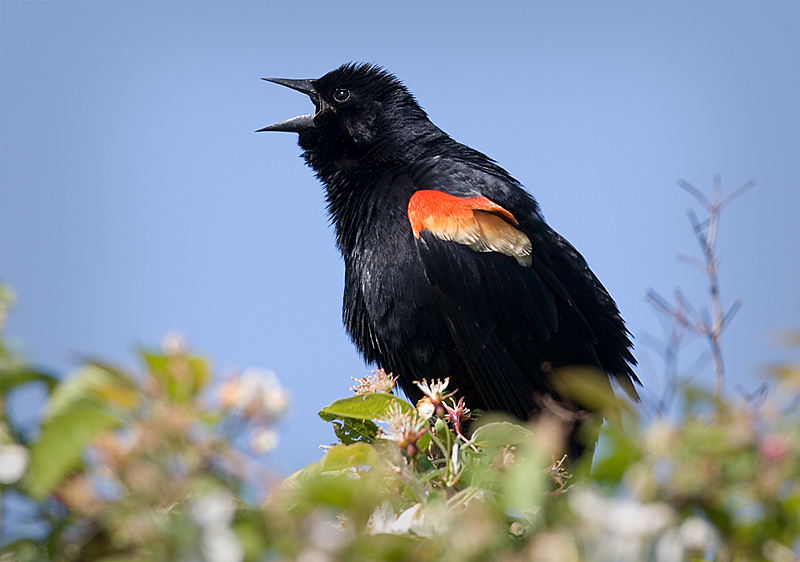Singing Blackbird