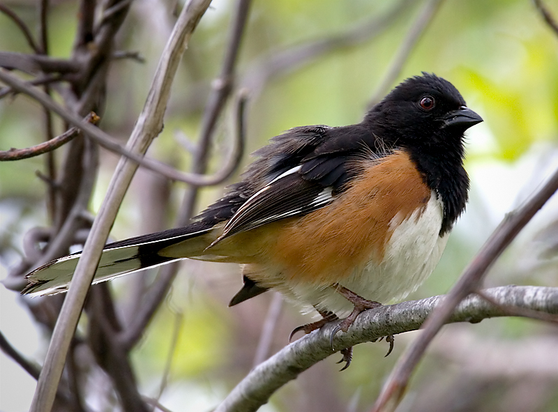 Male Towhee