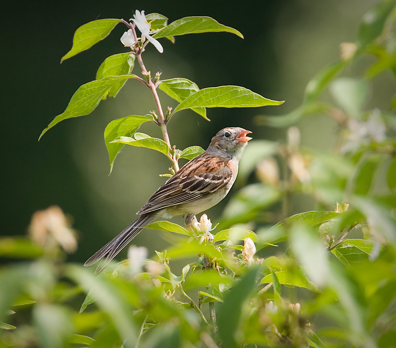 Singing in the field