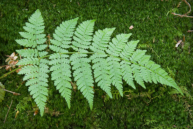 Greens