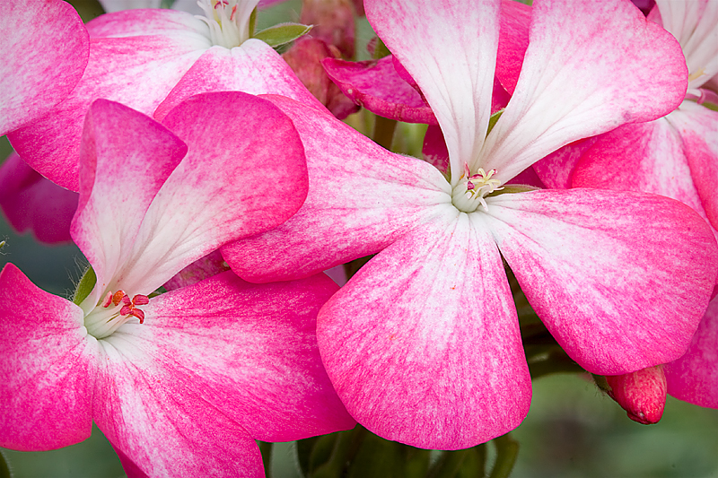 Pretty in pink