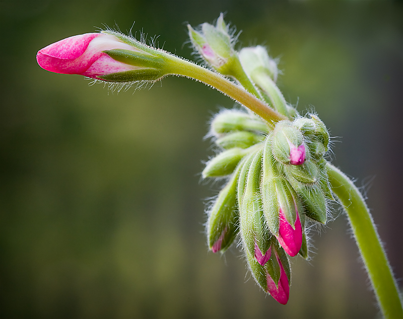 Ready to bloom