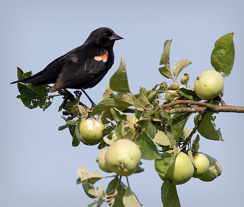 In the apple tree