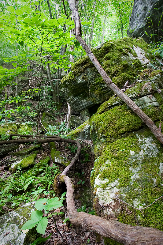 Vines and rocks
