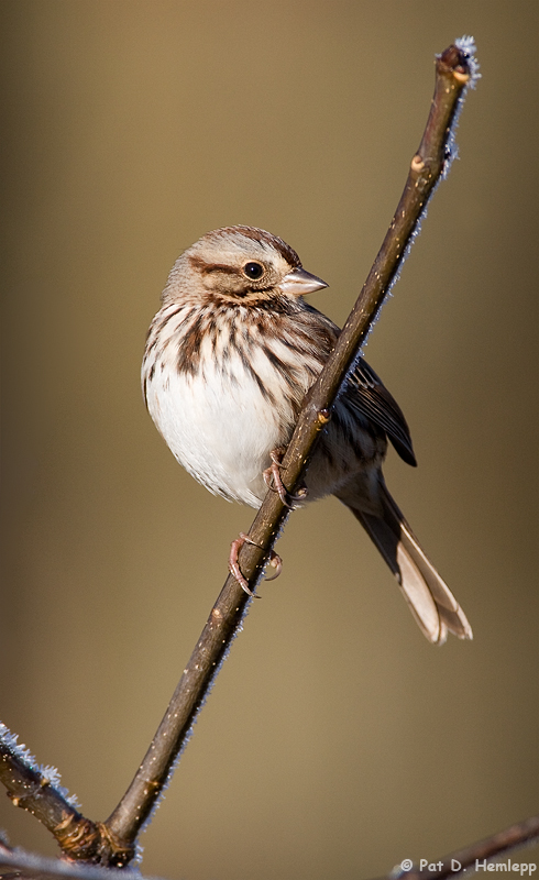 Sparrow and frost