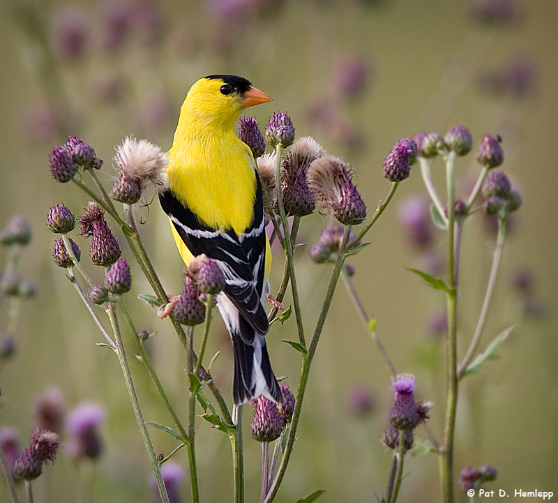 Yellow in the field